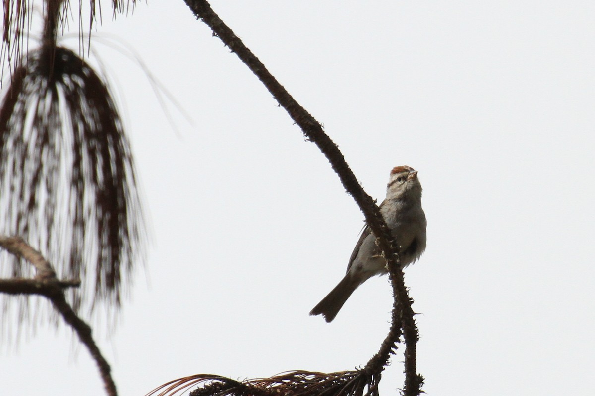Chipping Sparrow - ML35740451