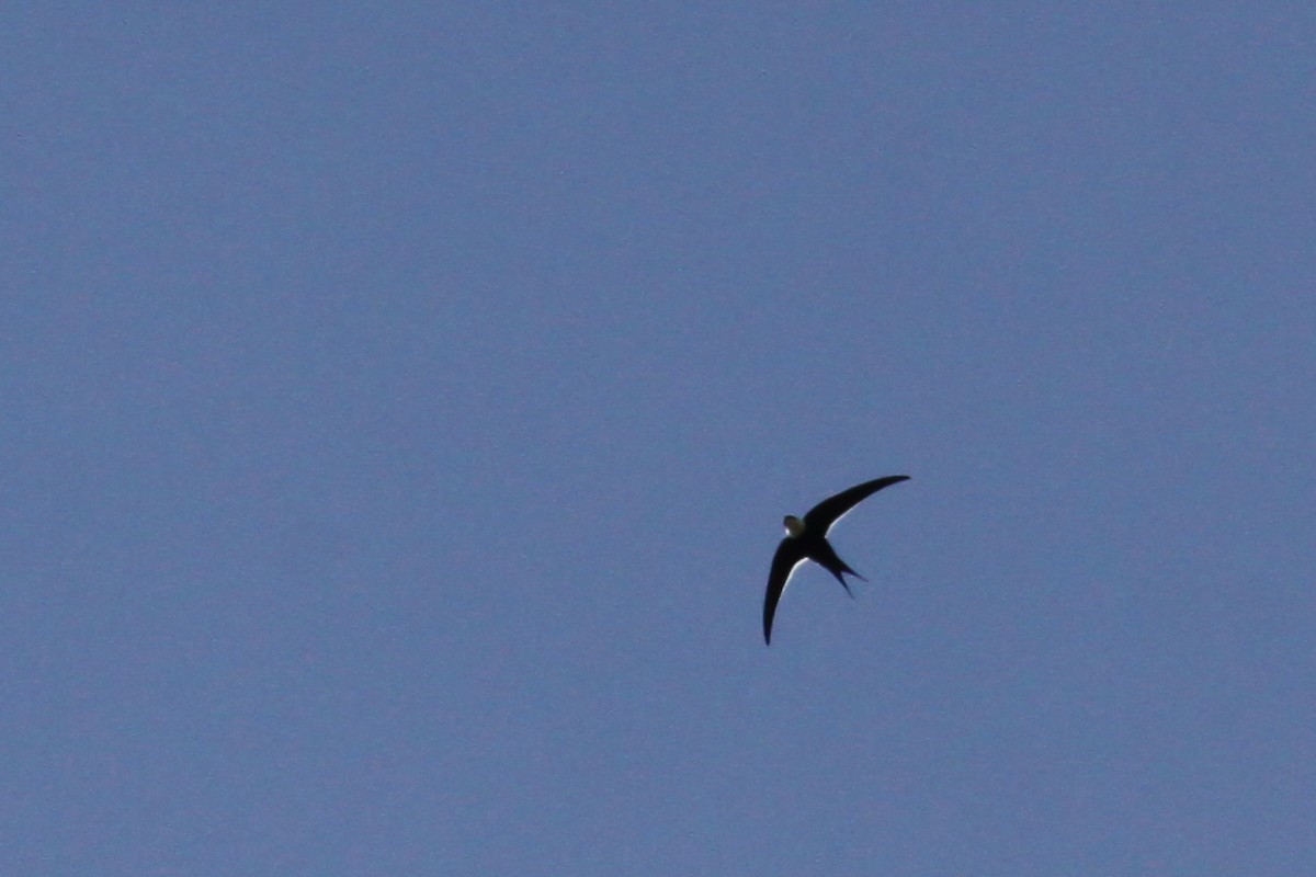 Great Swallow-tailed Swift - Carlos Funes
