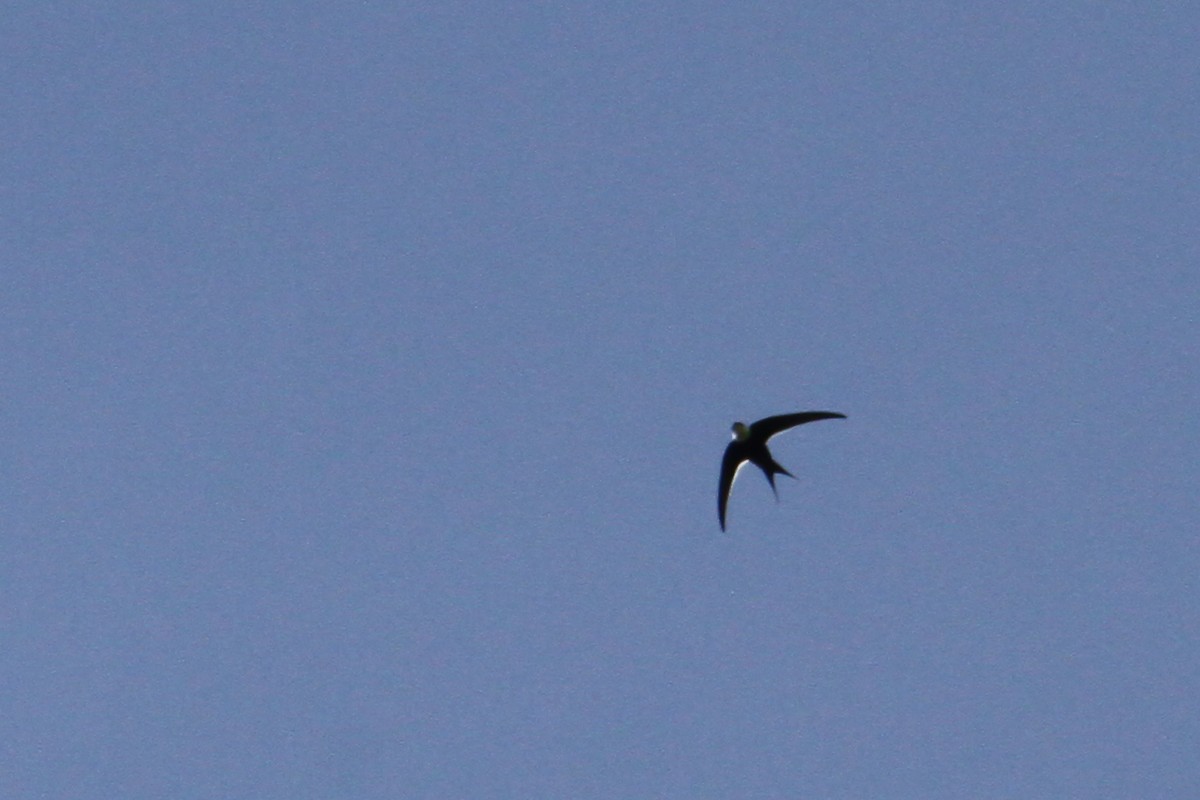 Great Swallow-tailed Swift - ML35740571