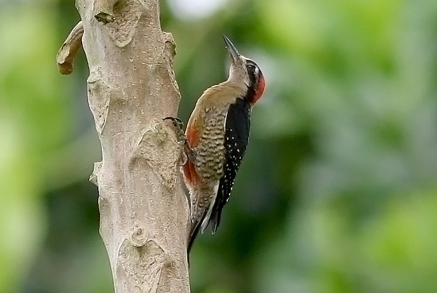 Golden-naped Woodpecker - ML35740831