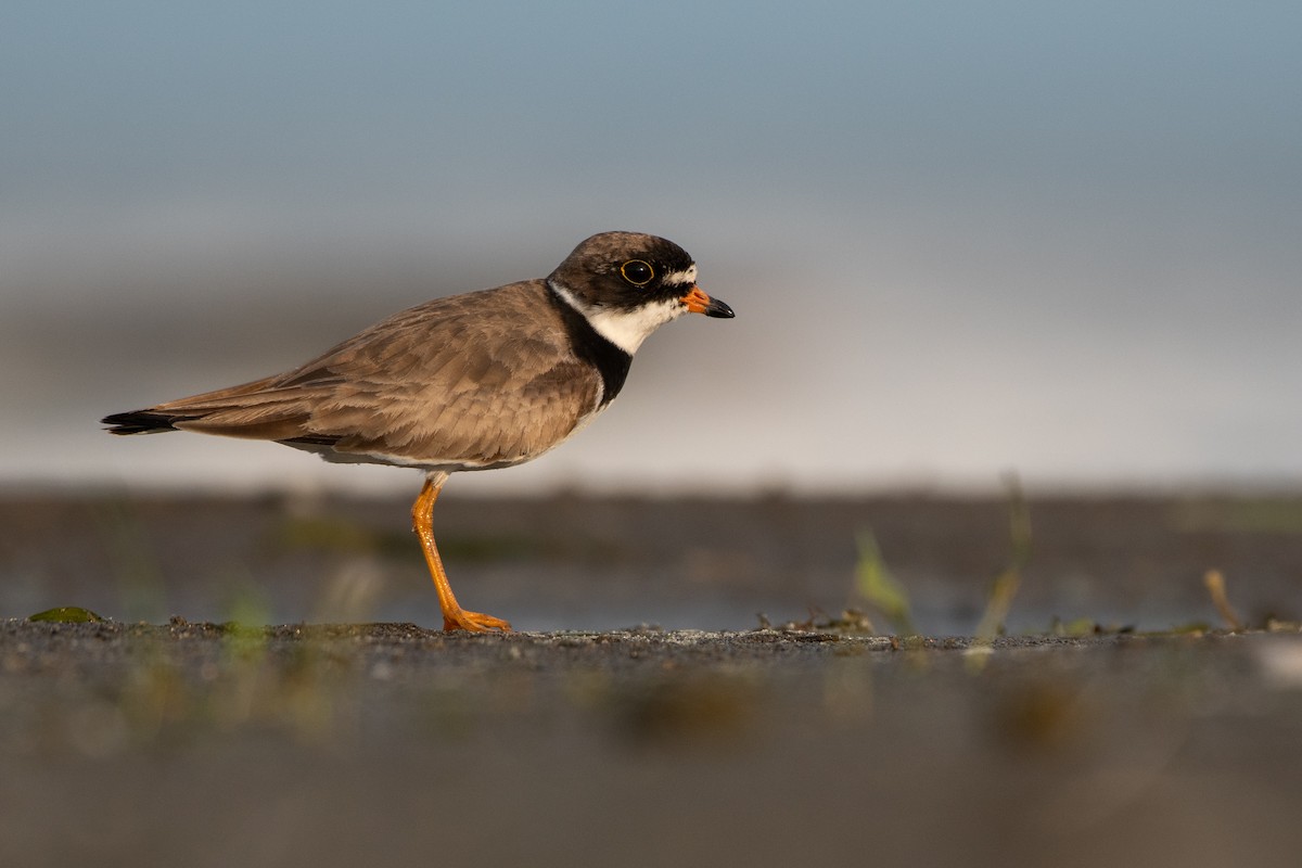 Semipalmated Plover - ML357408711