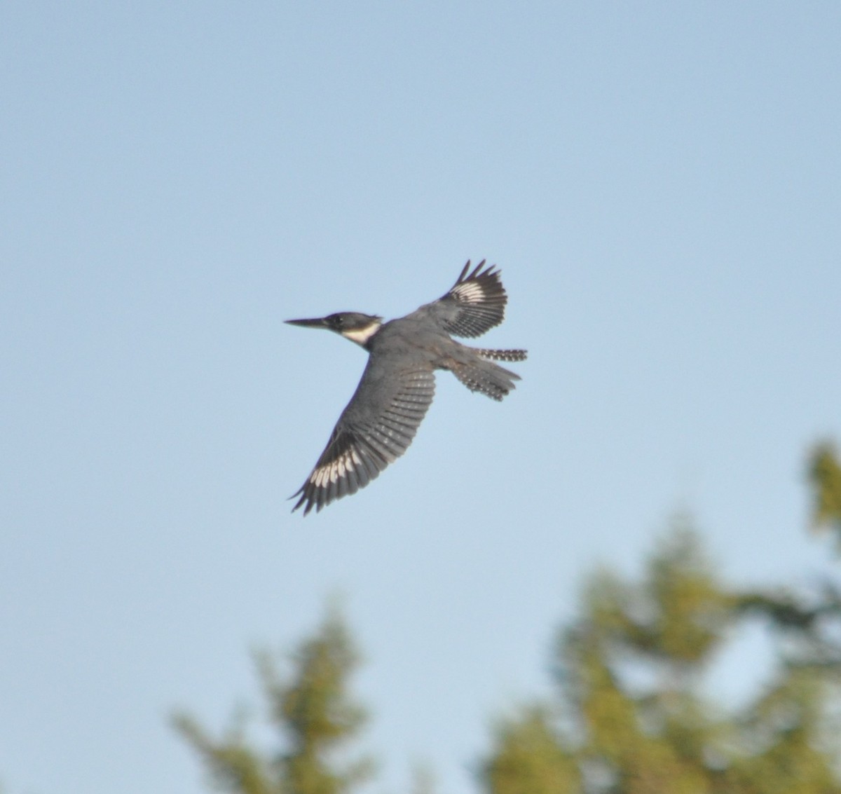 Belted Kingfisher - ML357412111