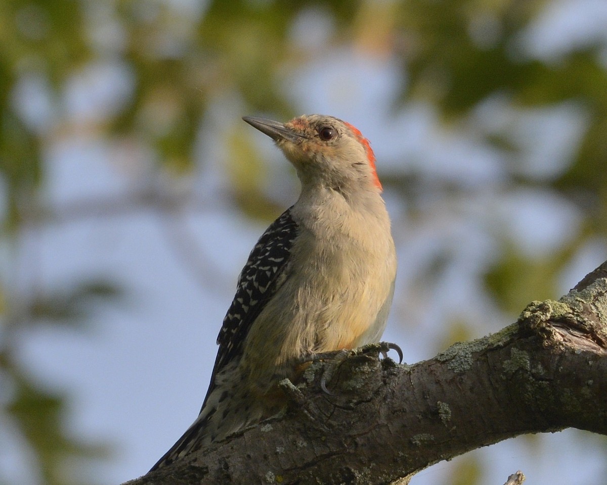 Red-bellied Woodpecker - ML357415911