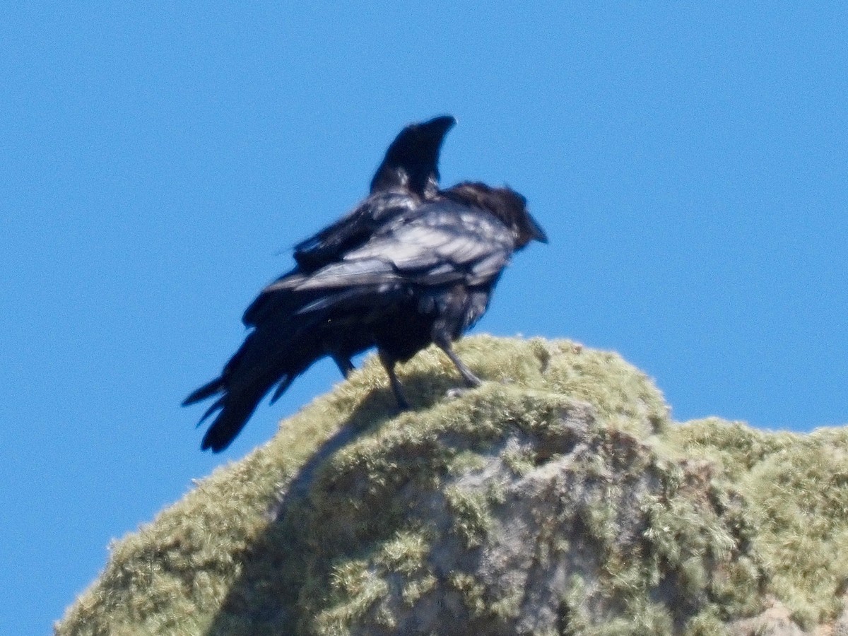 Common Raven - ML357417321