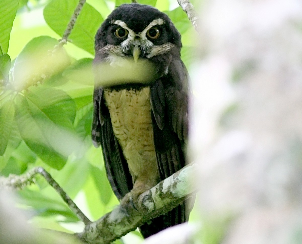 Spectacled Owl - ML35742751