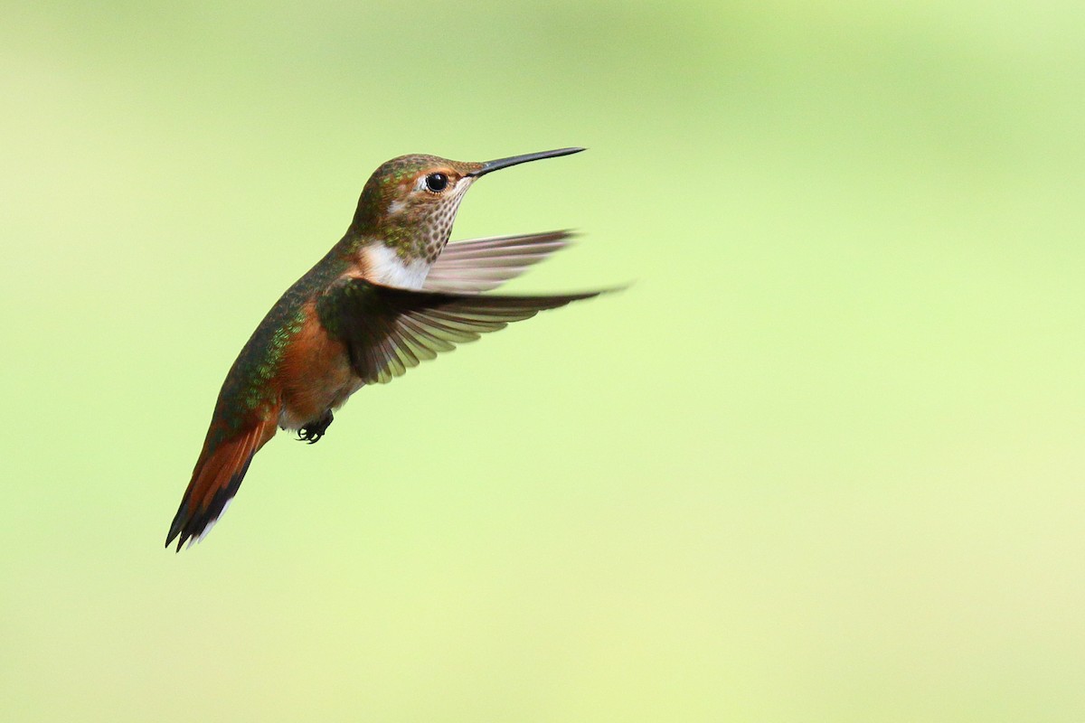 Rufous Hummingbird - Shawn Miller