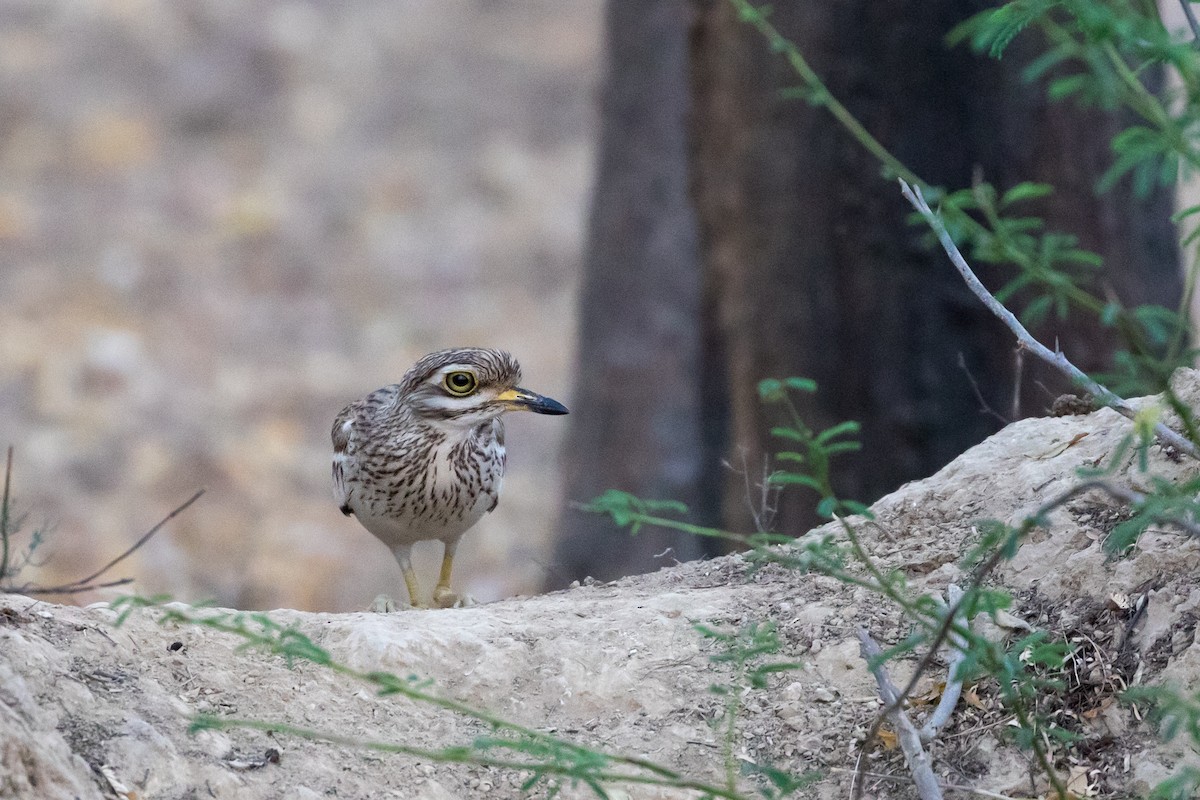 Indian Thick-knee - ML357440421