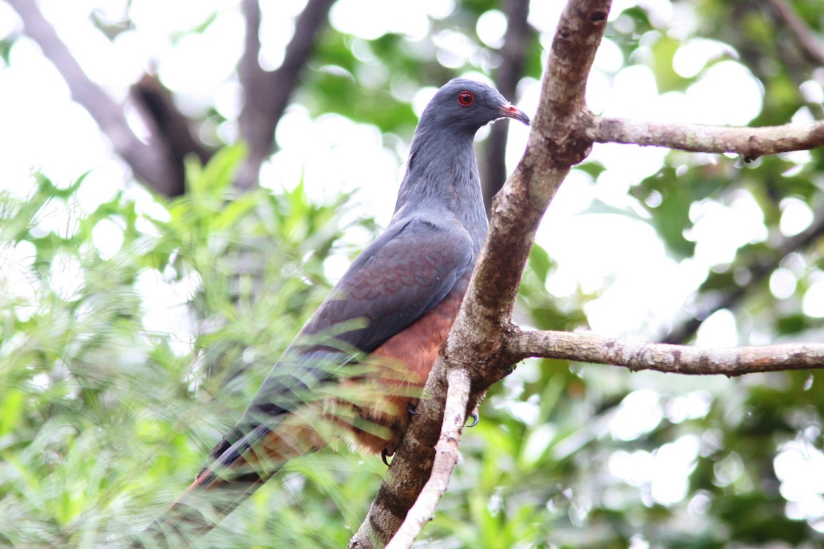 New Caledonian Imperial-Pigeon - ML35744051