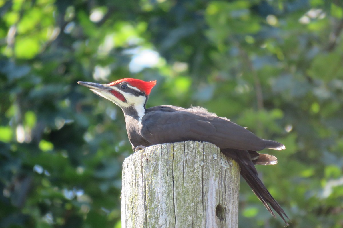 Pileated Woodpecker - ML357444221