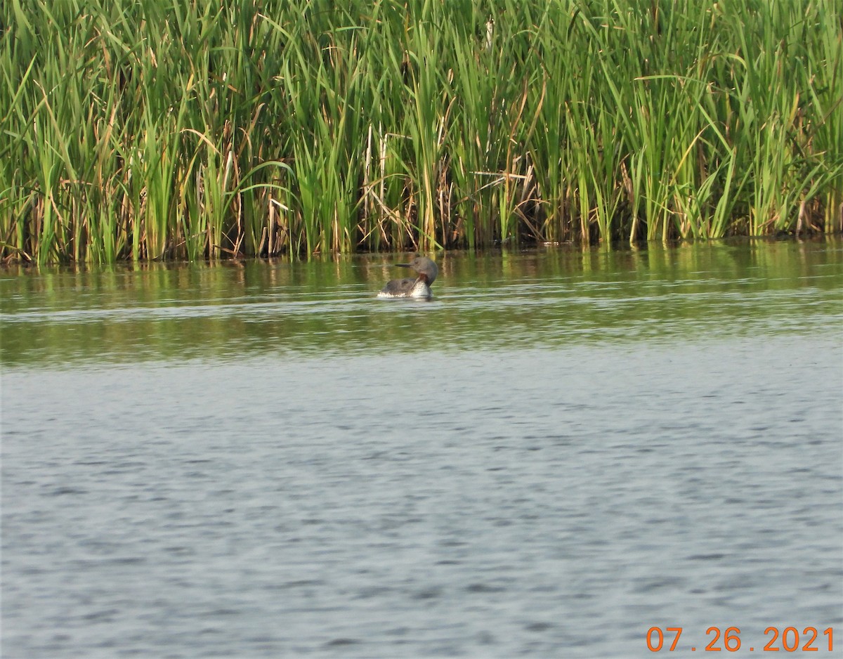 Red-throated Loon - ML357444931