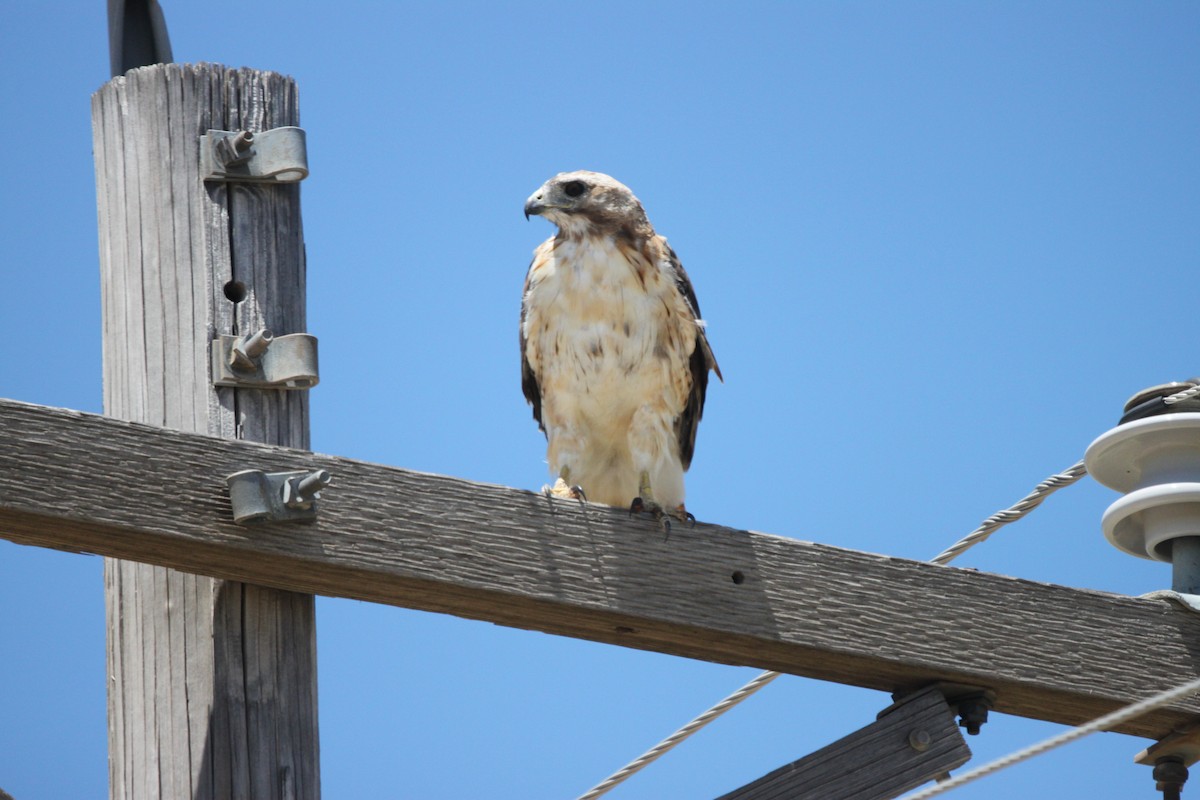 Red-tailed Hawk - ML357446241