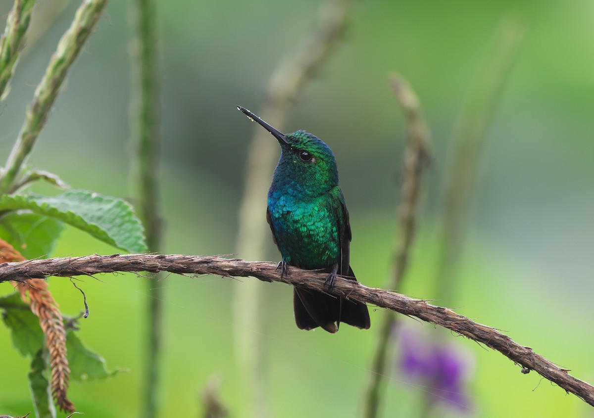 Blue-tailed Emerald - ML357460271