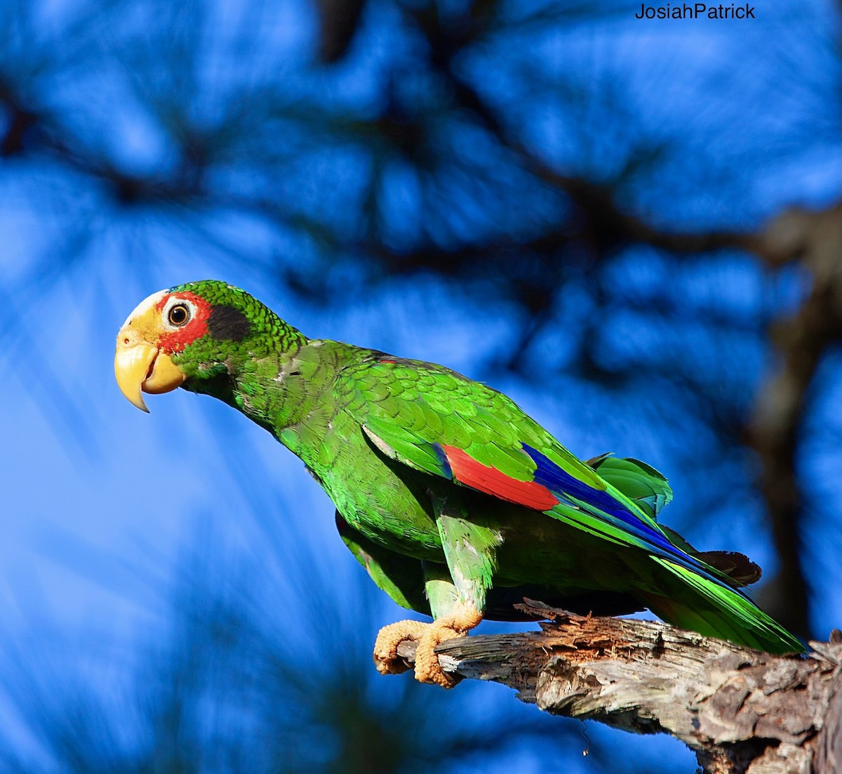 Yellow-lored Parrot - ML357460631