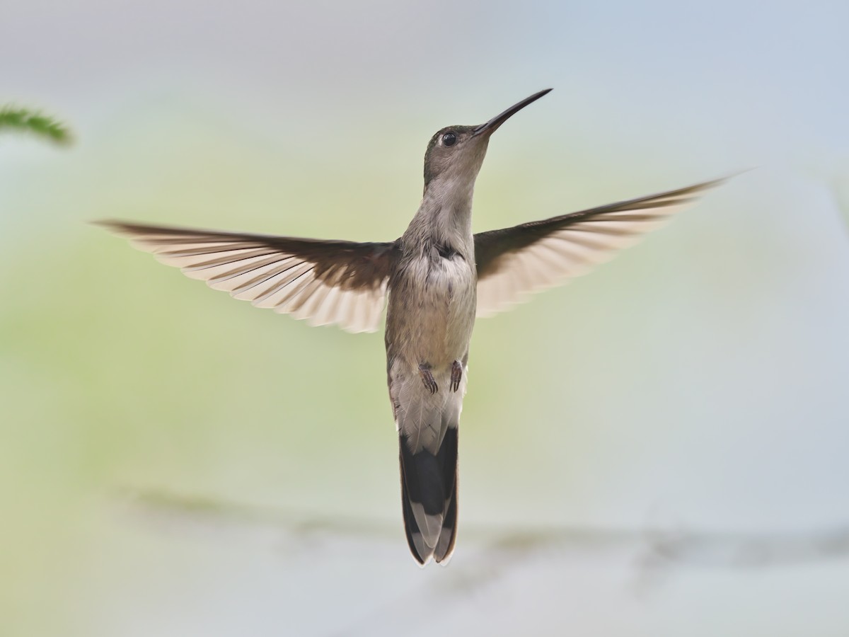 Gray-breasted Sabrewing - ML357461491