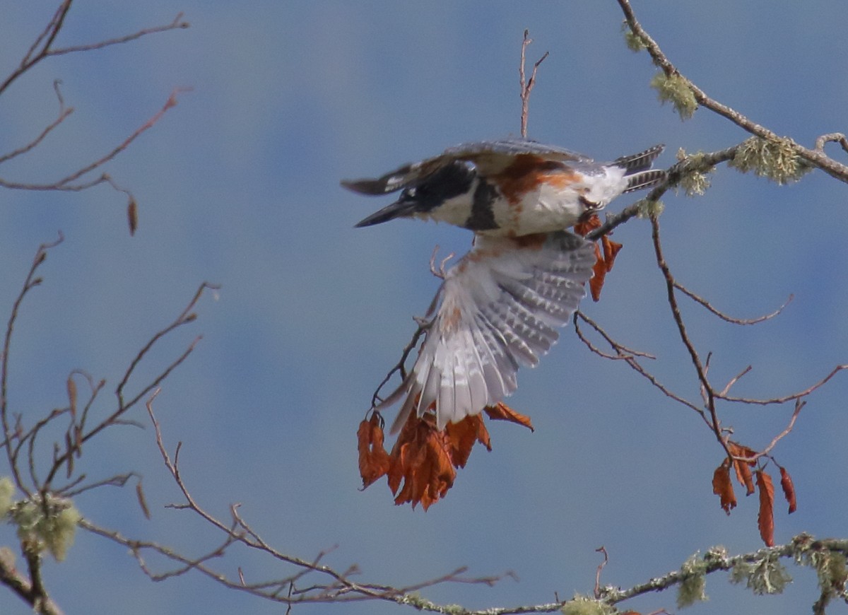 Belted Kingfisher - ML357464231