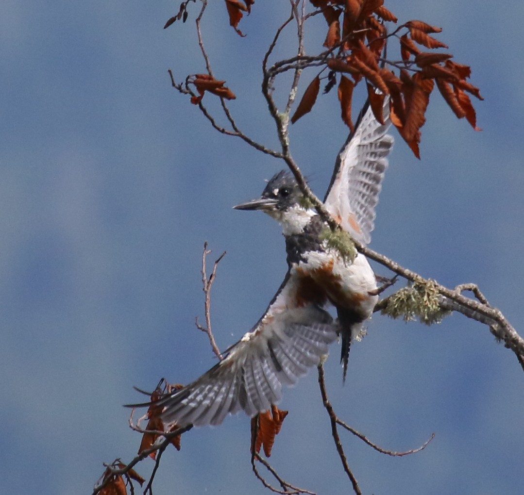 Belted Kingfisher - ML357464251