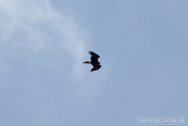 Wedge-tailed Eagle - Greg McLachlan