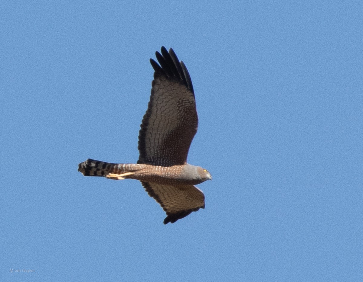 Spotted Harrier - ML357474181