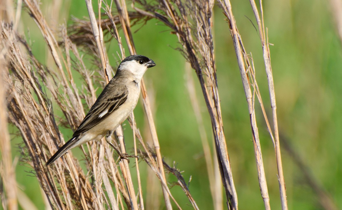 Pearly-bellied Seedeater - ML357474471