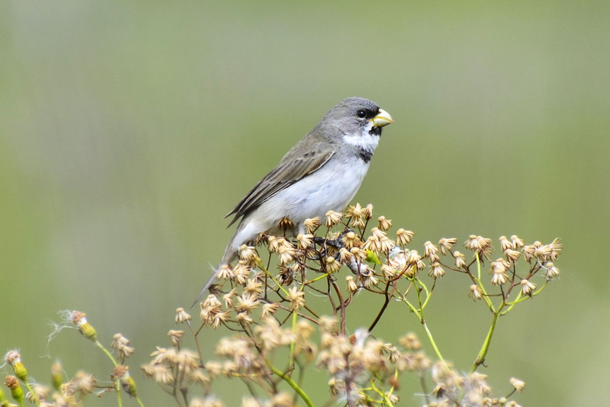 Double-collared Seedeater - ML357475931