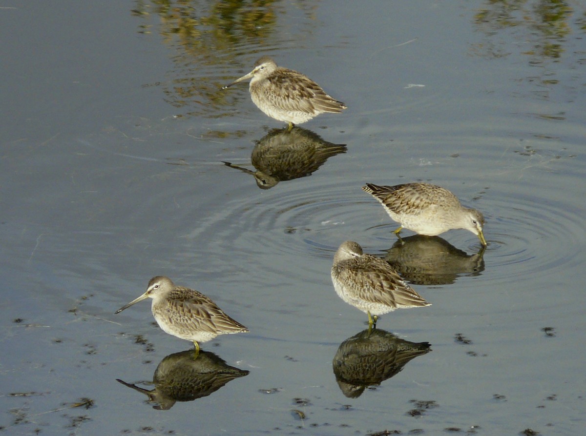Long-billed Dowitcher - ML35747621