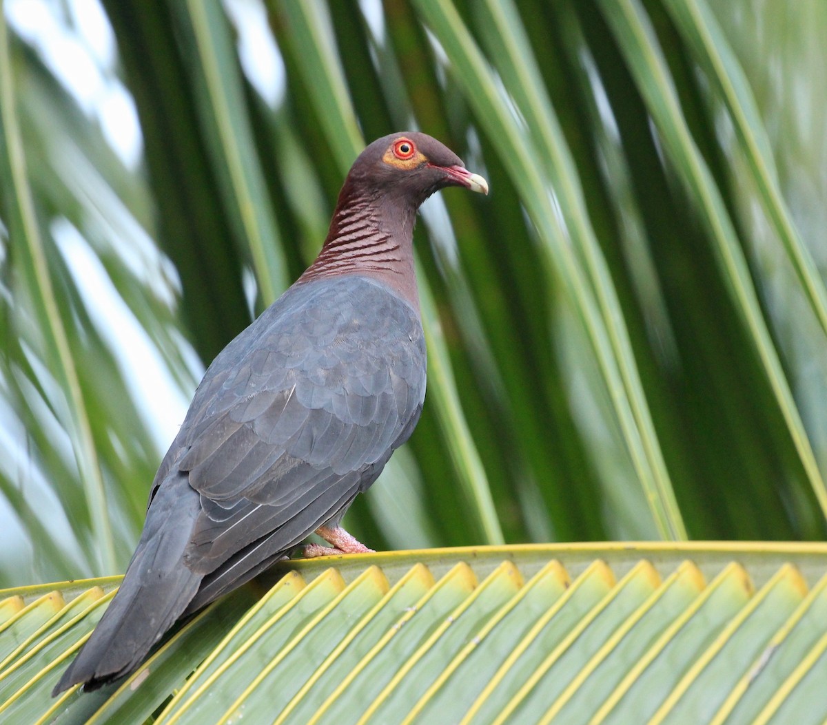 Scaly-naped Pigeon - ML357489111