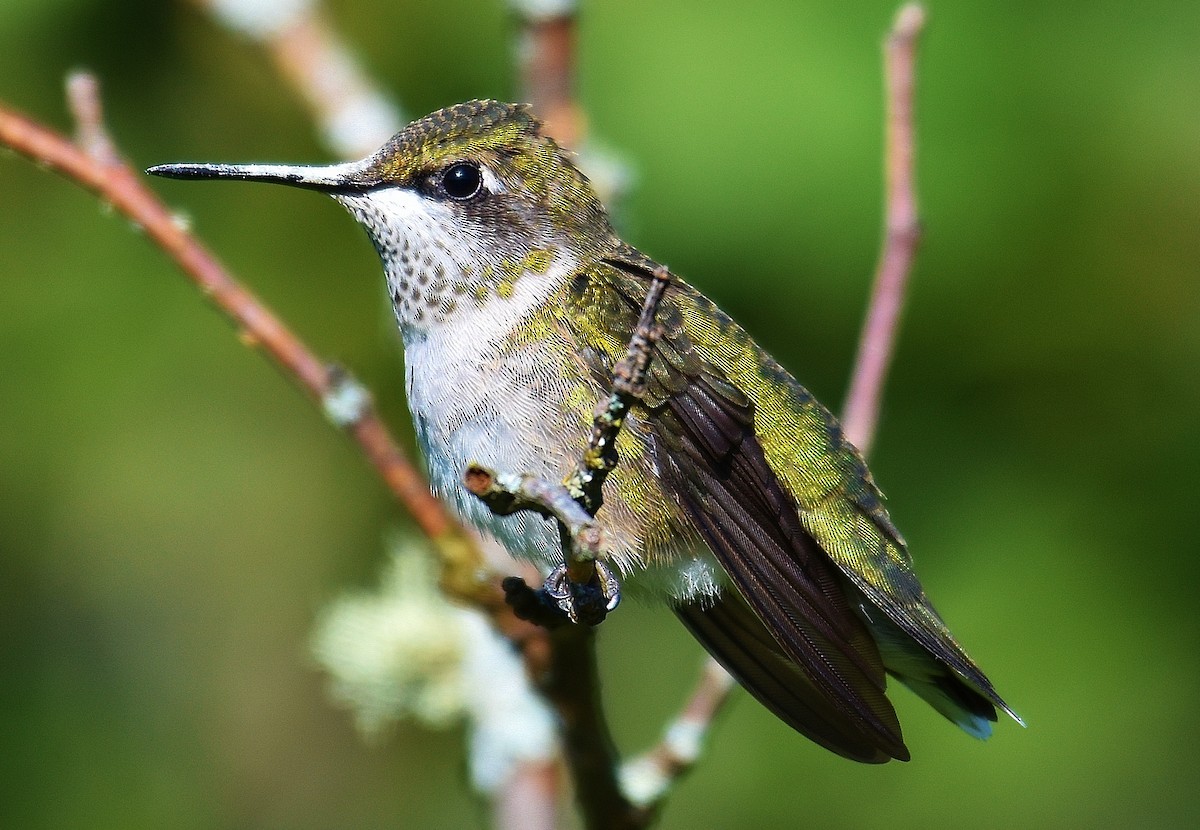 Ruby-throated Hummingbird - ML357491411