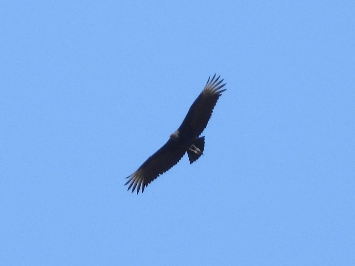 Black Vulture - ML357495451