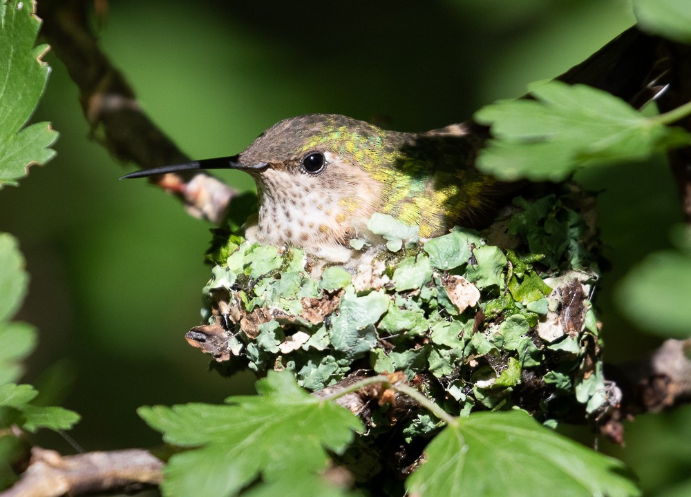 Broad-tailed Hummingbird - Marty Herde