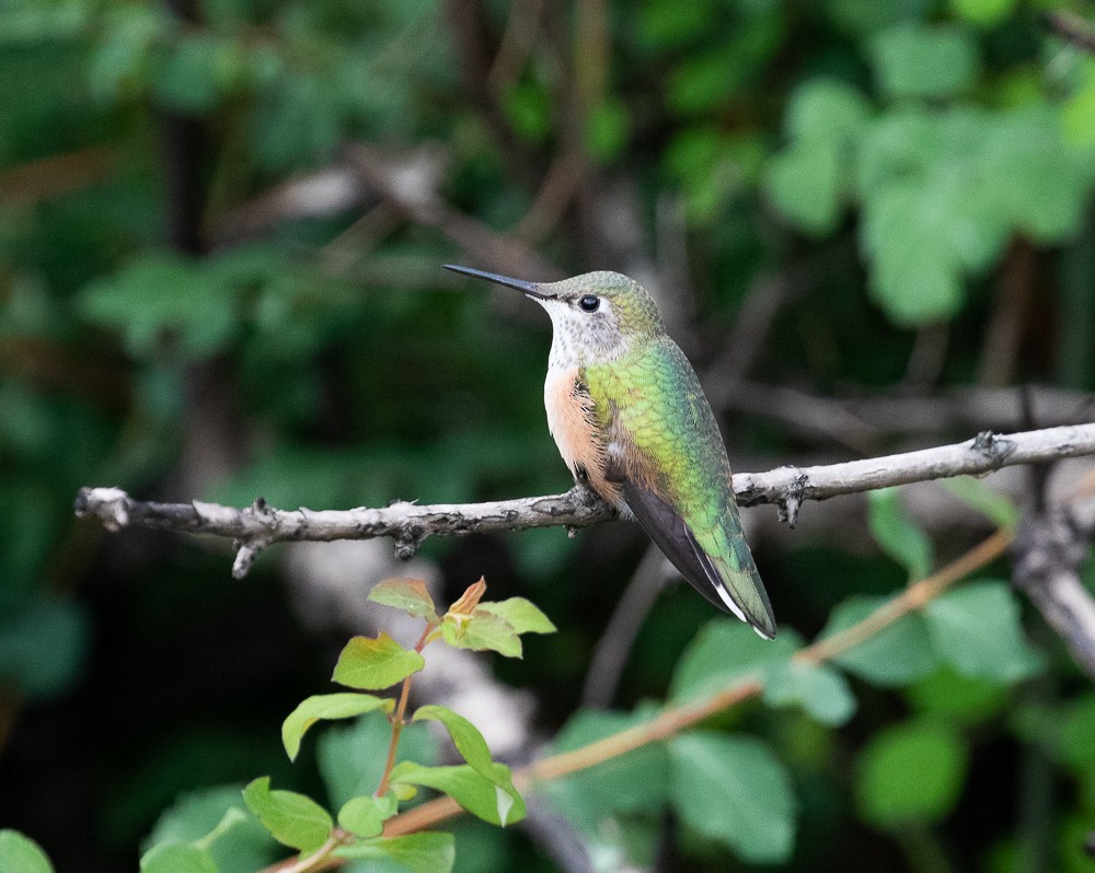 Broad-tailed Hummingbird - ML357497011