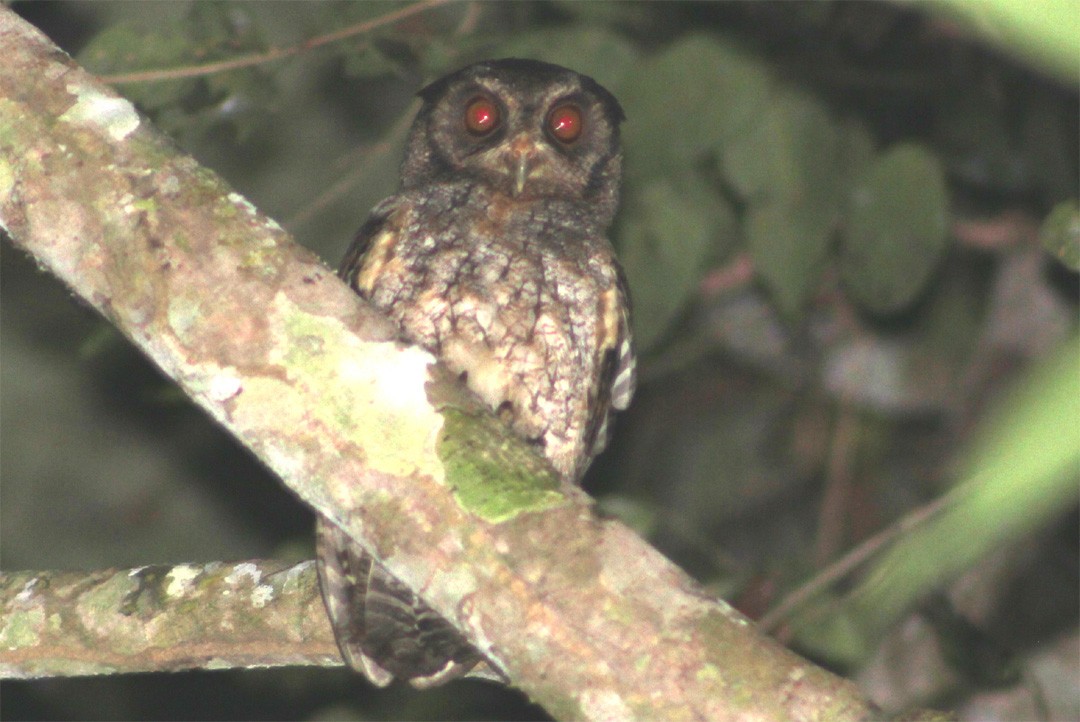 Tawny-bellied Screech-Owl - Diego Caiafa