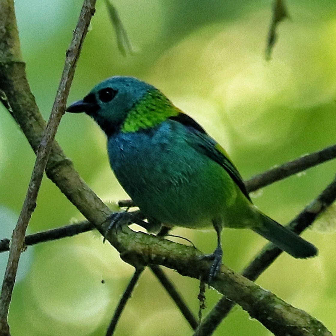 Green-headed Tanager - ML357500721