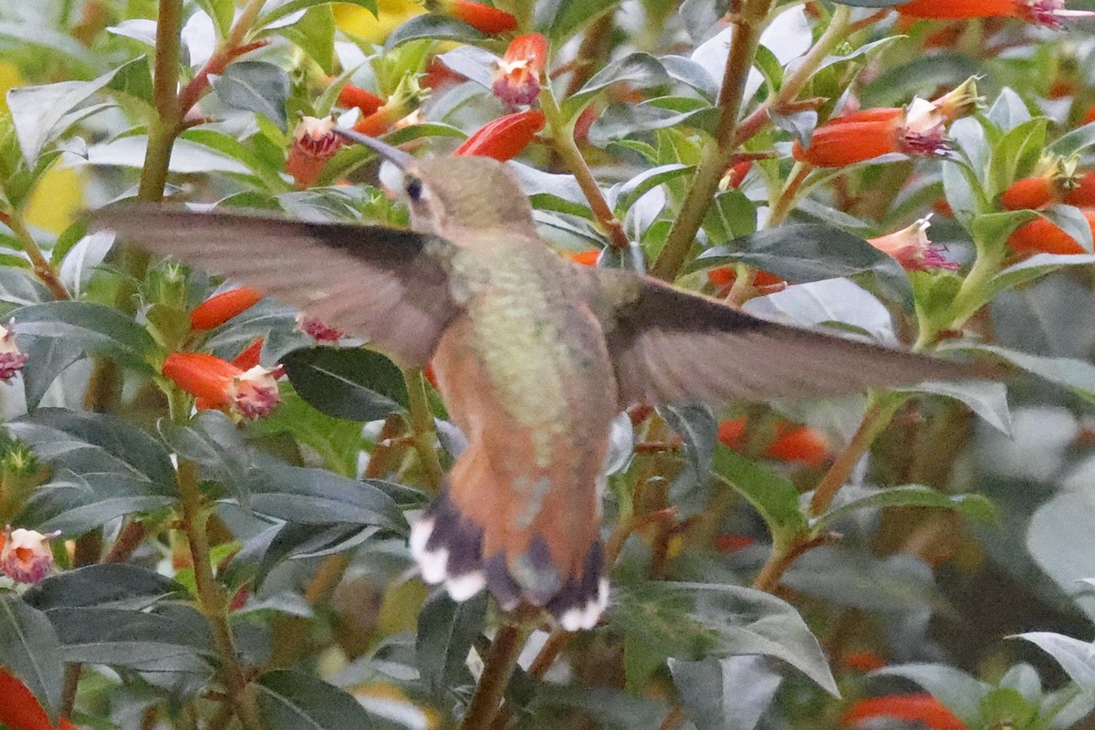 Rufous Hummingbird - ML357517311