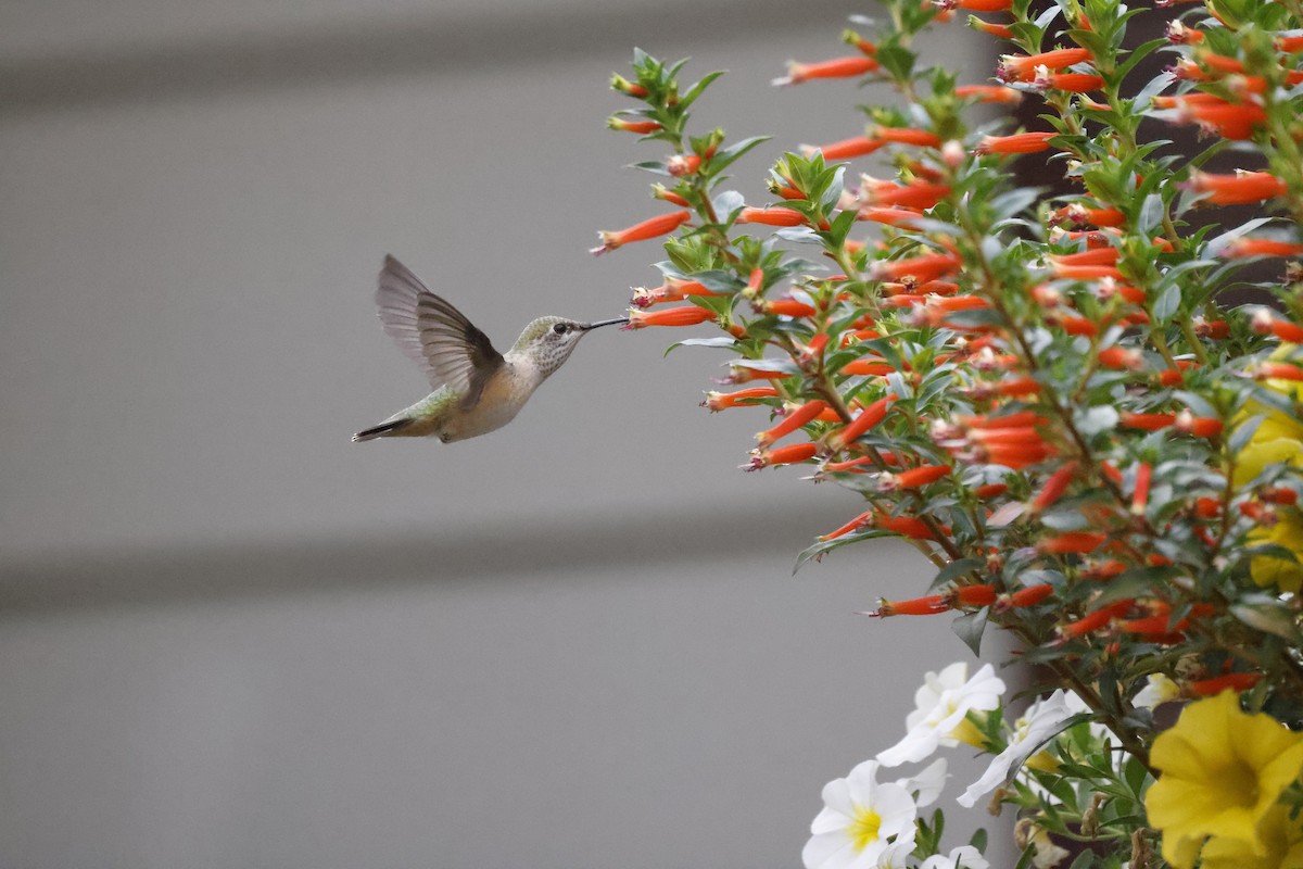 Calliope Hummingbird - ML357517751