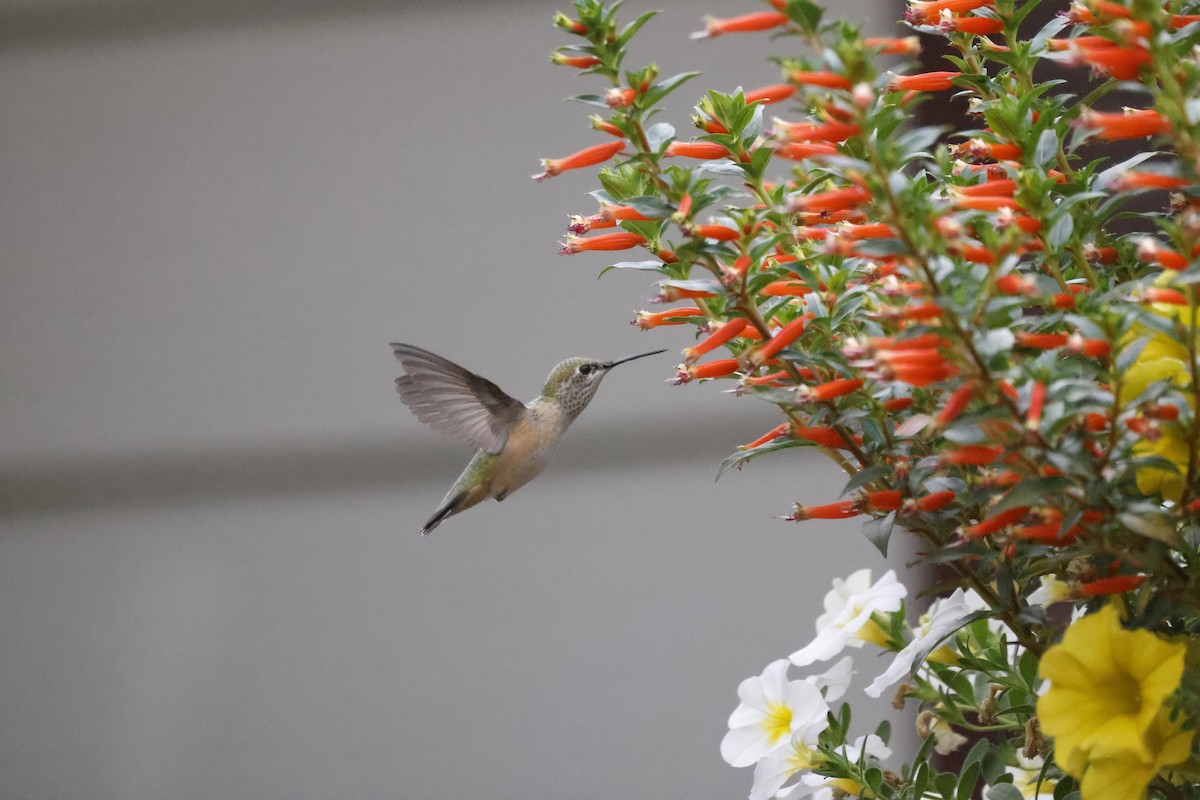 Calliope Hummingbird - Scott Ray