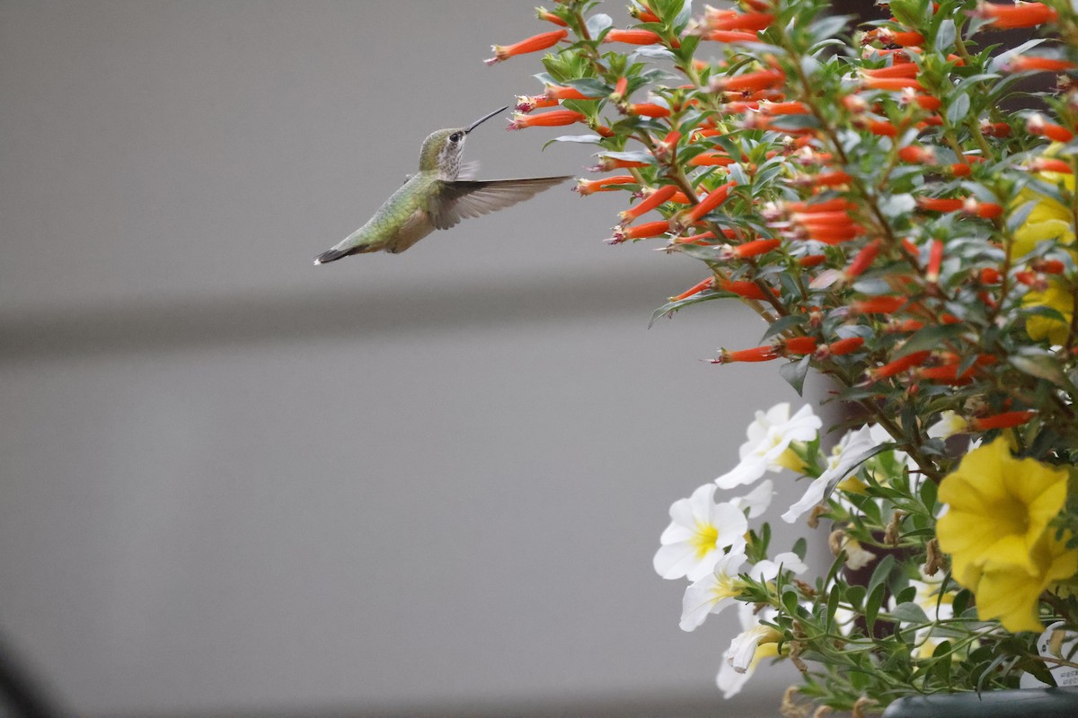 Calliope Hummingbird - ML357517801