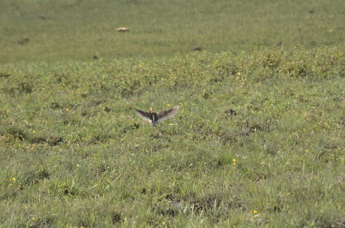 Long-billed Dowitcher - ML357518881