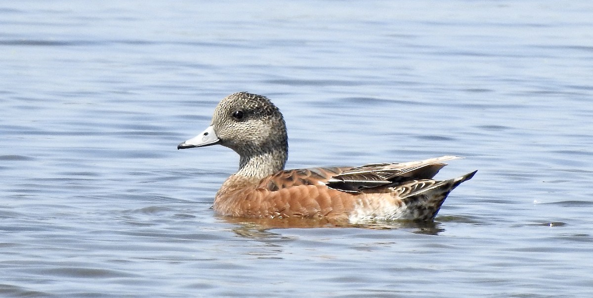 American Wigeon - Candy Giles