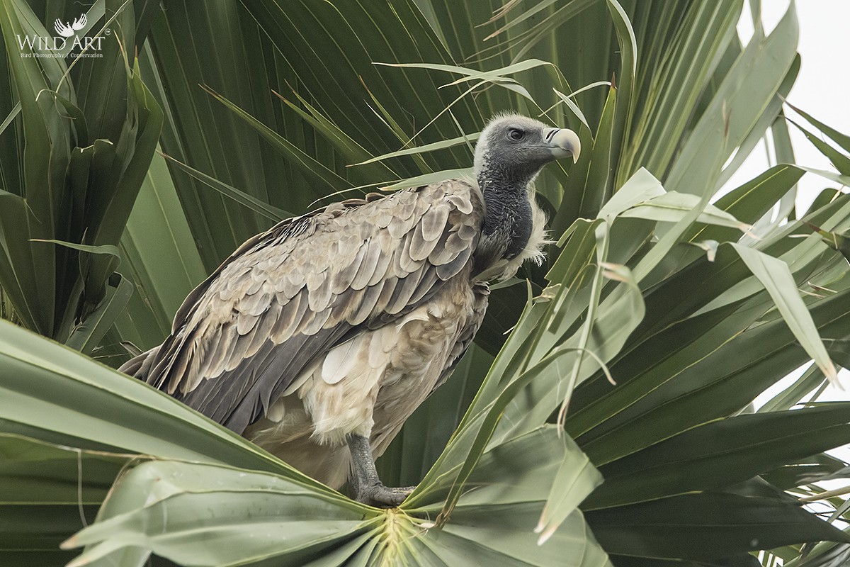 Indian Vulture - ML357521121