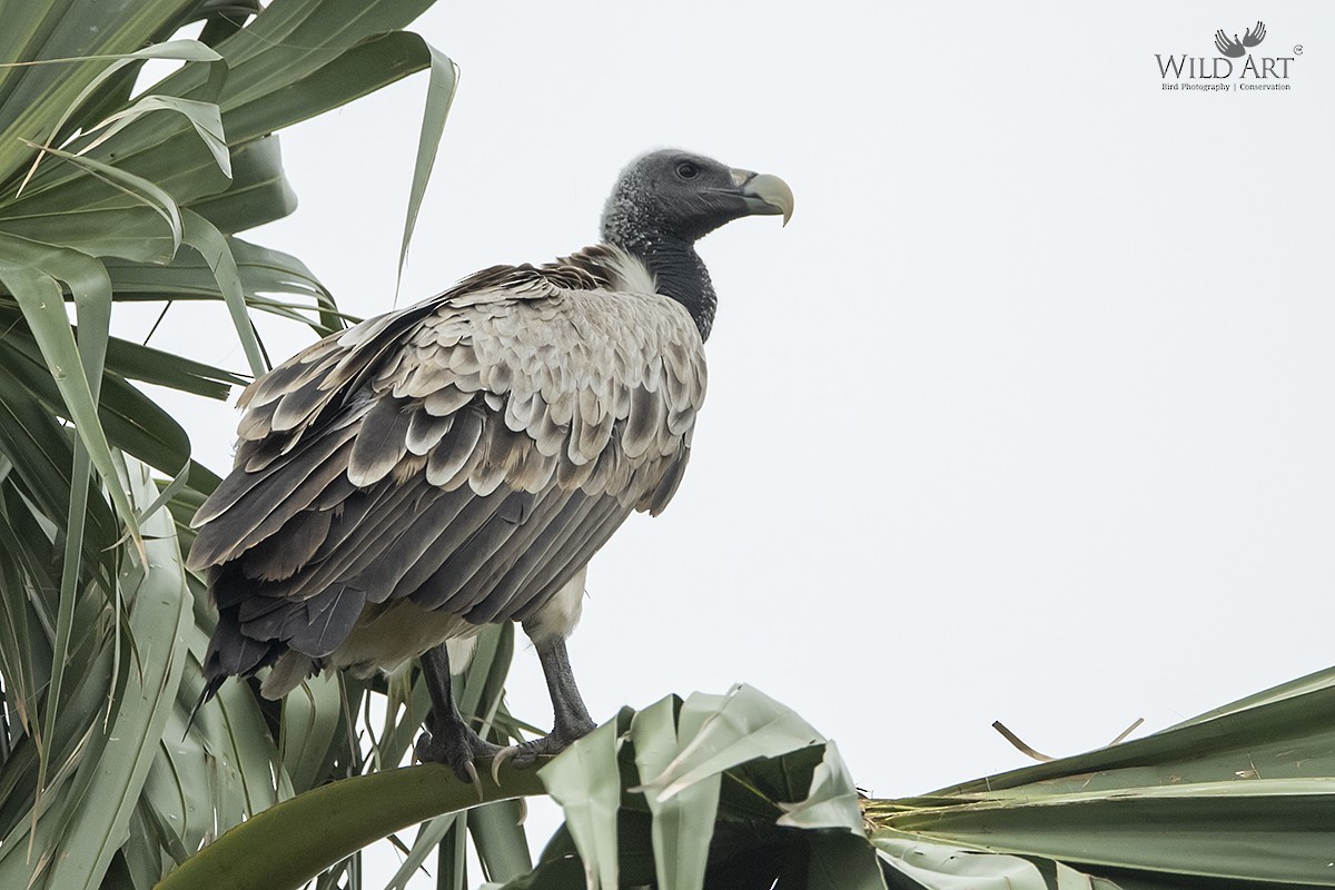 Indian Vulture - Esha Munshi