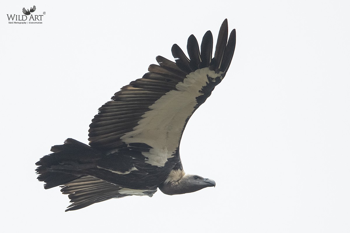 White-rumped Vulture - ML357521321