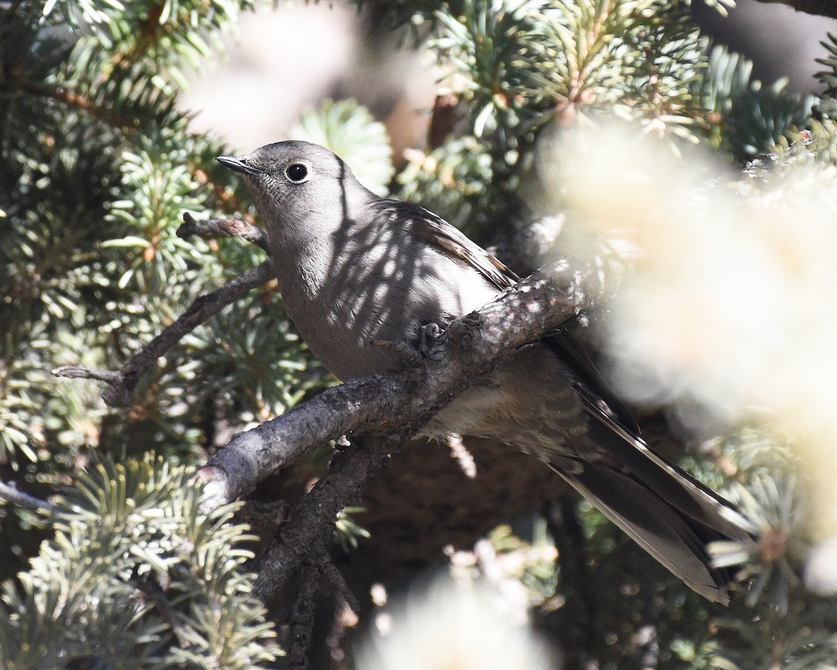 Townsend's Solitaire - ML357522611