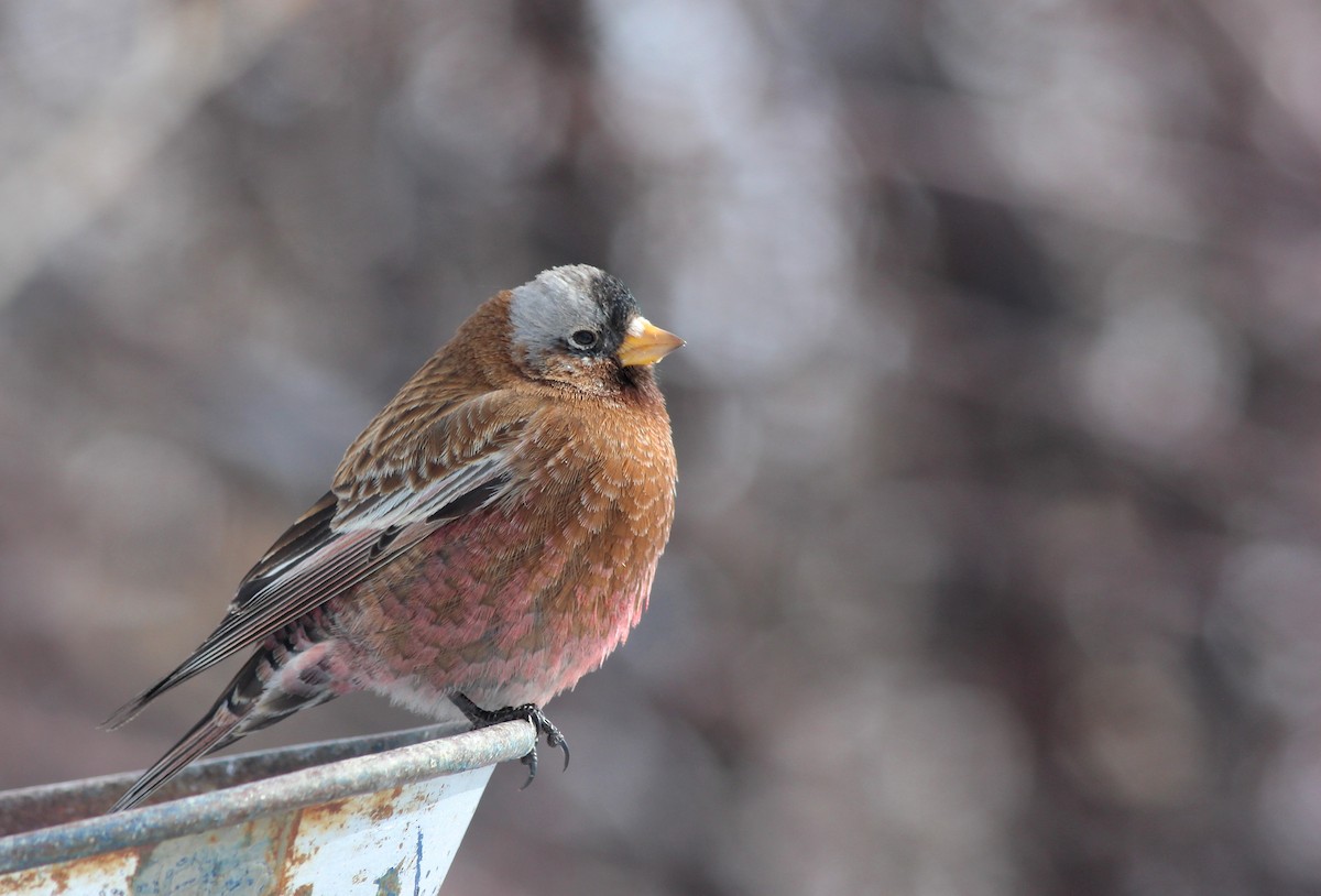 Gray-crowned Rosy-Finch - ML35752721