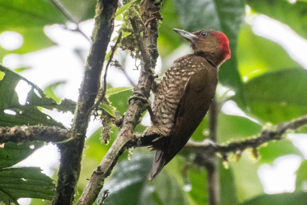 Rufous-winged Woodpecker - ML357530081