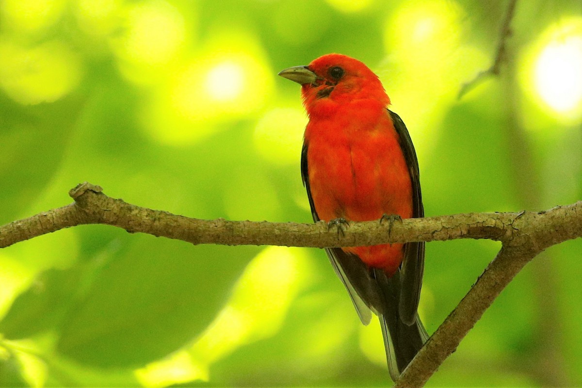 Scarlet Tanager - ML357532981