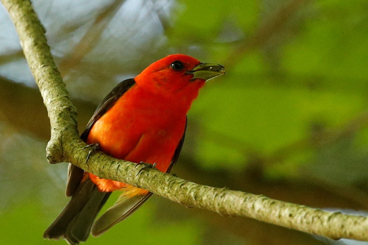 Scarlet Tanager - ML357532991