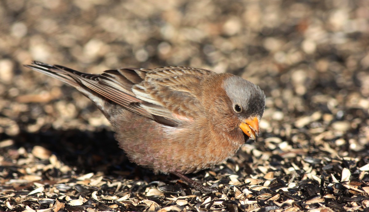 Gray-crowned Rosy-Finch (Gray-crowned) - ML35753311