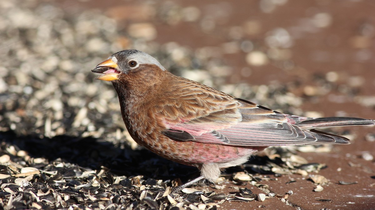 Gray-crowned Rosy-Finch (Gray-crowned) - ML35753321