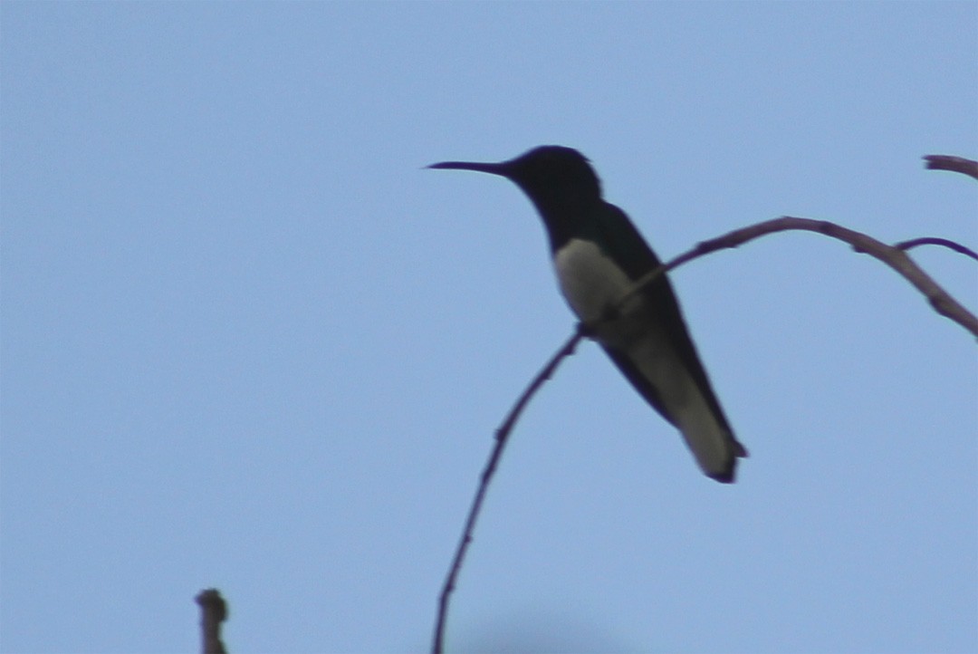 kolibřík bělokrký - ML357533991