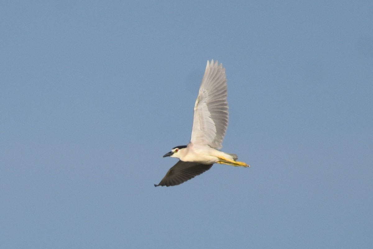 Black-crowned Night Heron - Claire H